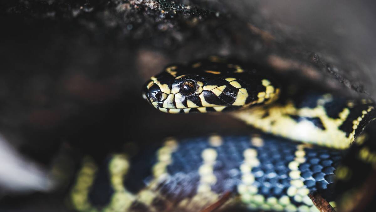 The handsome Broad-headed snake is listed as endangered in the Illawarra and Shoalhaven. Photo: Alex Pike/DPIE
