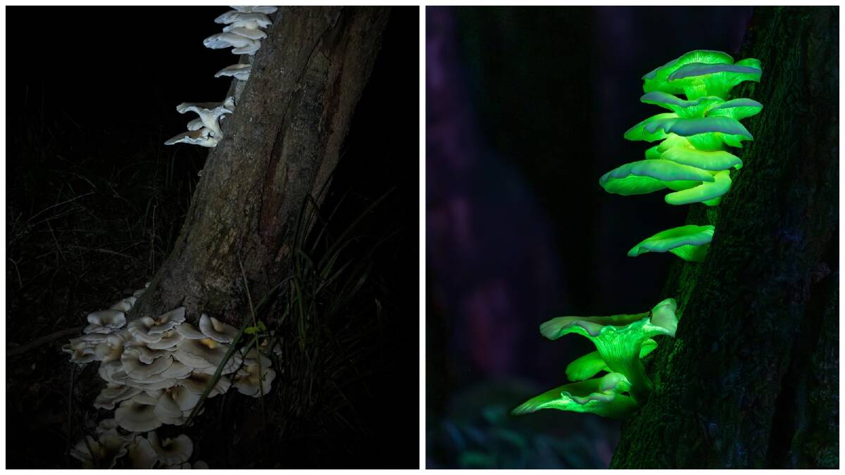 How the "ghosties" appear in the day, left, and at night, right. Pictures by Ashley Sykes