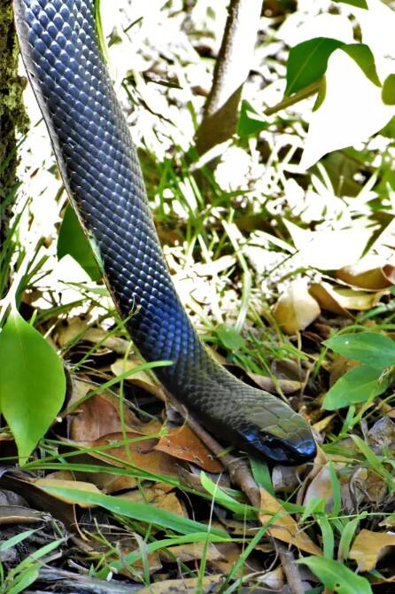 A red-bellied black snake at Ryans Swamp, near Caves Beach. Photo: Dannie and Matt Connolly Photography
