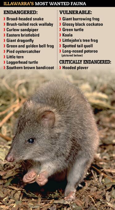 The long-nosed potoroo is lovely but vulnerable around this region. 