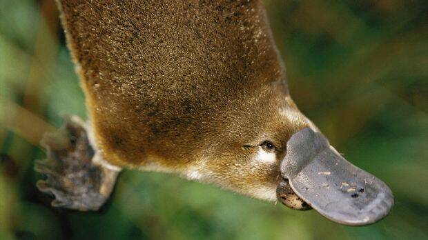 'Despicable act of cruelty': Platypuses found decapitated in Albury botanic gardens Photo: Adelaide University
