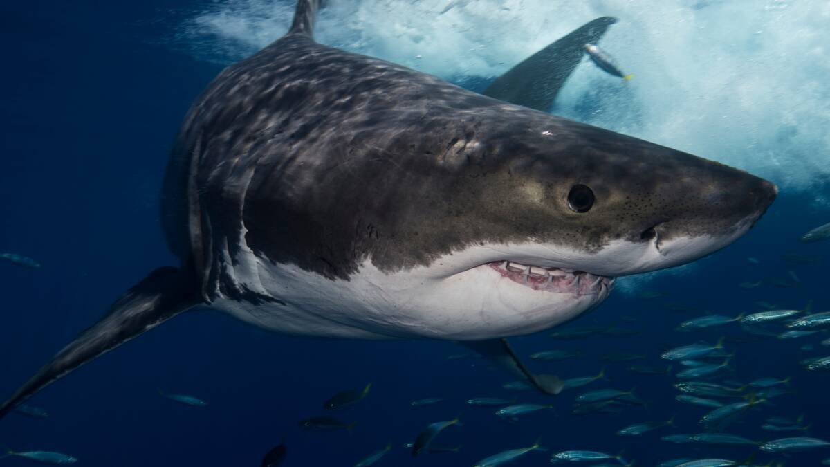 Does it make sense to be afraid of sharks?