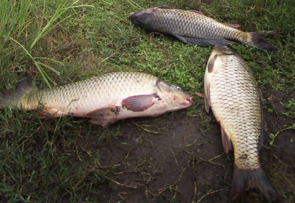  European carp are one of the biggest dangers to Australia's native fish and animals.