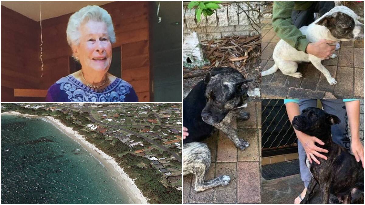 The dogs responsible for a fatal attack on Sally Holland, 91, at Collingwood Beach. The dogs have been destroyed.
