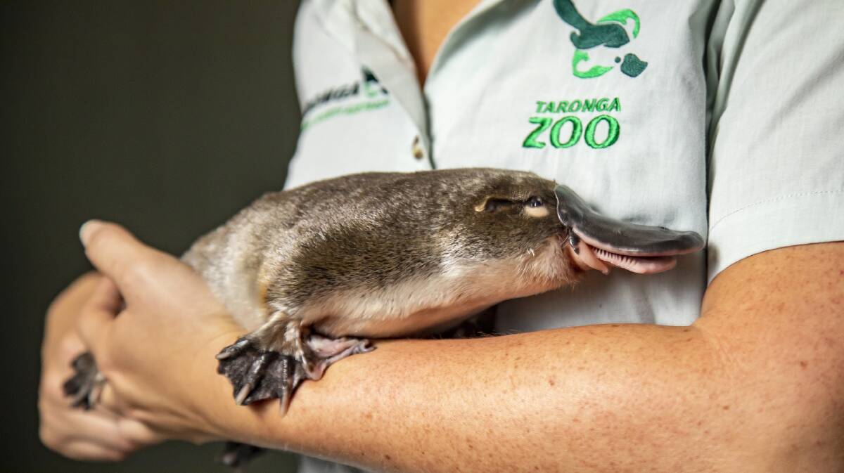Taronga platypus Annie/ Photo: Rick Stevens