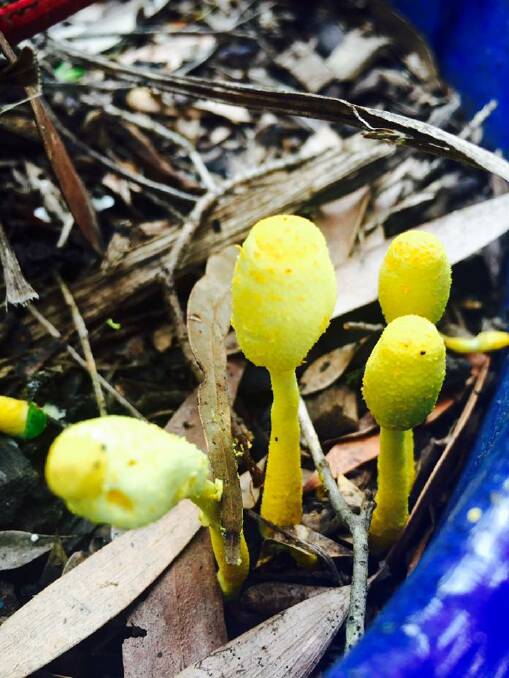 Tracey Buckley said these were found in her garden. Photo: Bushwalk the Gong Facebook page