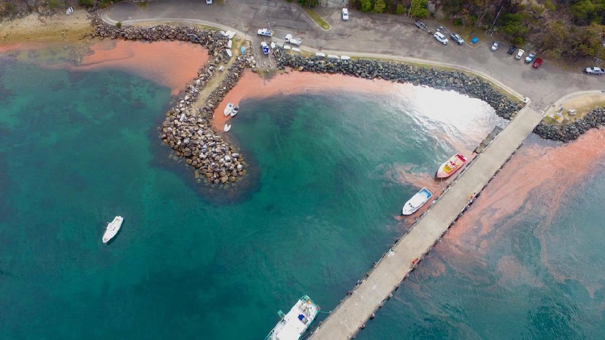 Birds Eye view of Red Tide . Picture : Julie Fourter

