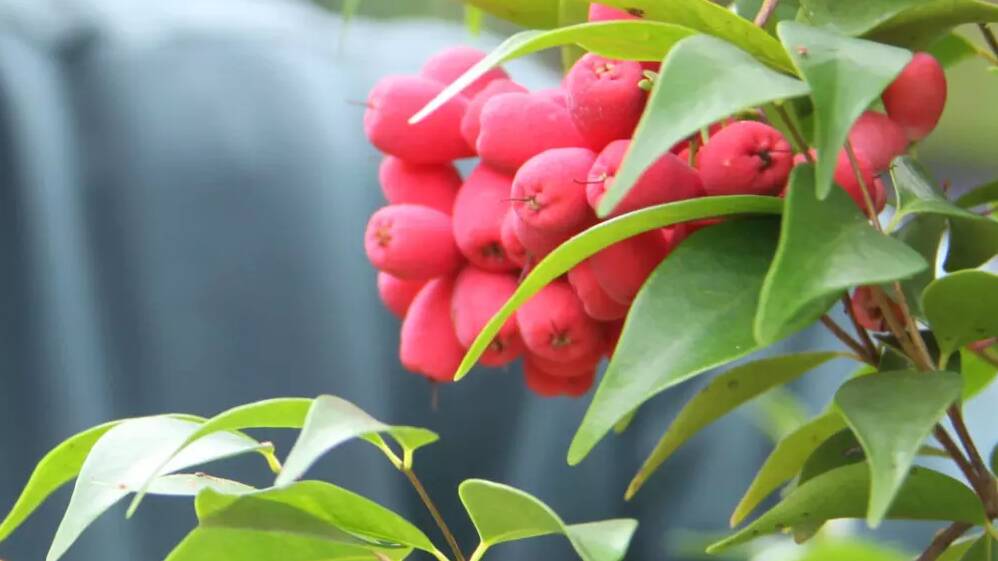 The berries that grow on a Lilly Pilly tree. Photo: J Gayle