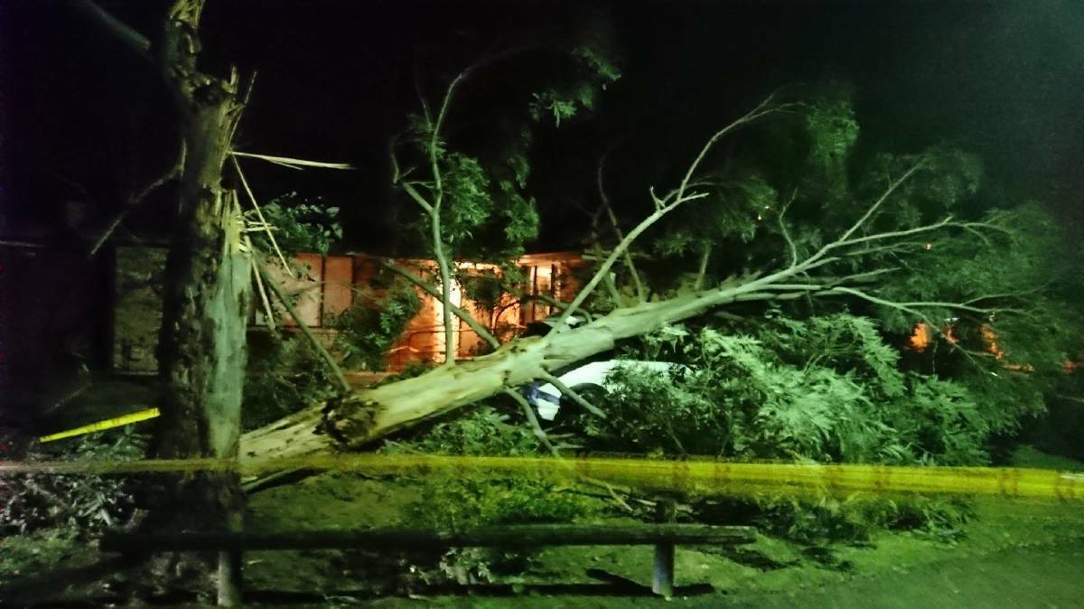 A fallen 20-metre tall gumtree rests on a car and rooftop in West Wollongong after wild winds in June. Picture: NSW SES Wollongong City Unit

