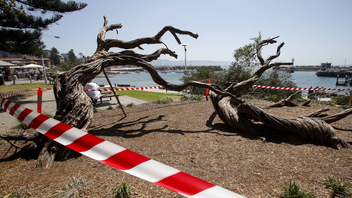 The badly damaged trees will not be able to be saved, Wollongong council arborists said. 