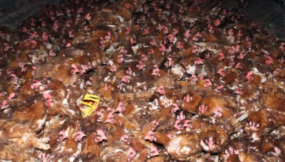 Footage shot by animal rights advocates inside the Lakesland egg farm shed. Photo: NSW Hen Rescue