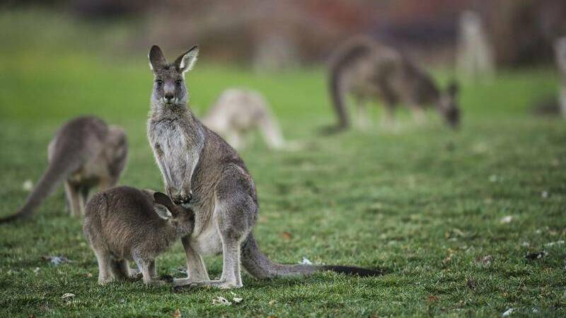 NSW Police were called to the Long Beach area, near Batemans Bay, just after 7am on October 9, after reports a number of kangaroos had been killed. Picture: Sitthixay Ditthavong. File image