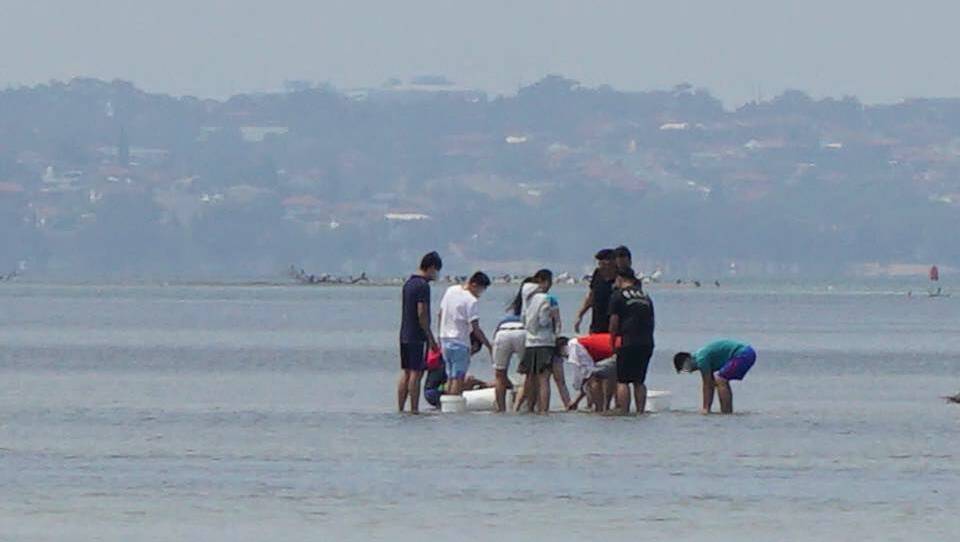 John Davey counted 51 cockle collectors doing the wrong thing on Lake Illawarra on Christmas Day. Picture: John Davey