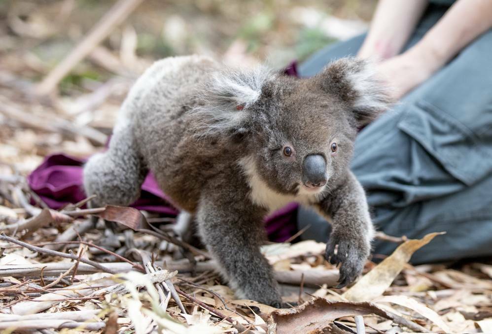 As part of a raft of measures to protect koalas, fences will go up along Picton Road. Picture Sitthixay Ditthavong