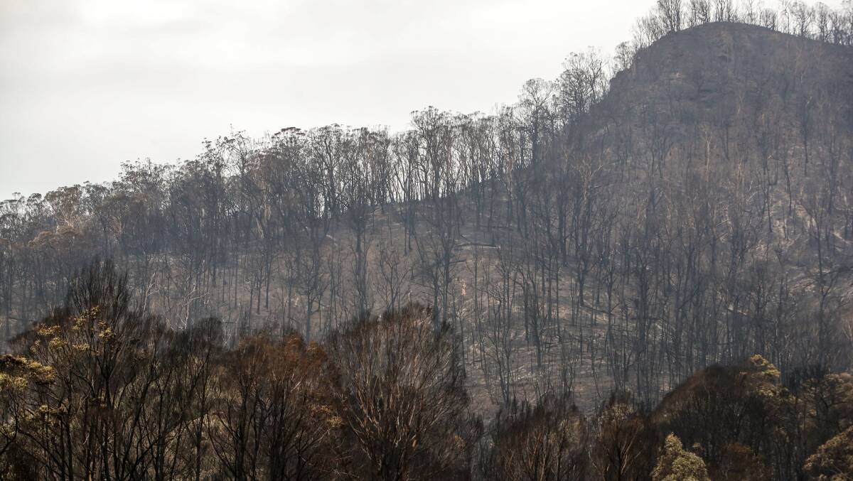 Kangaroo Valley's charred landscape after a fast-moving front of the giant Currowan fire burned through in January. Photo: Adam McLean