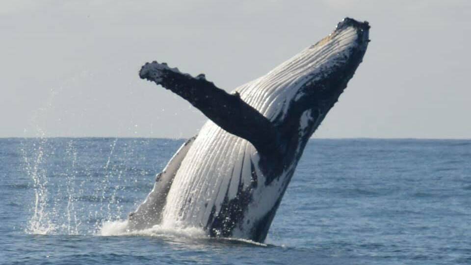 Mega pod of 500 humpback whales put on show on South Coast