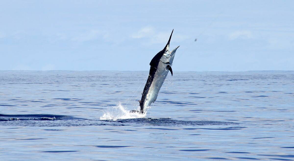 A black marlin in the sea. These apex predators can grow to 800 kilograms. Photo: Shutterstock