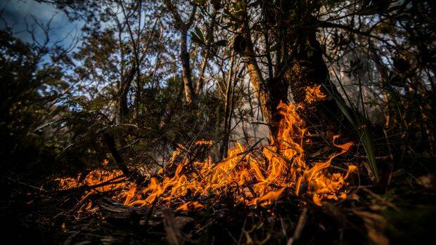 Falling moisture levels point to the prospect of an early and active fire season for many forests in NSW. Photo: Wolter Peeters
