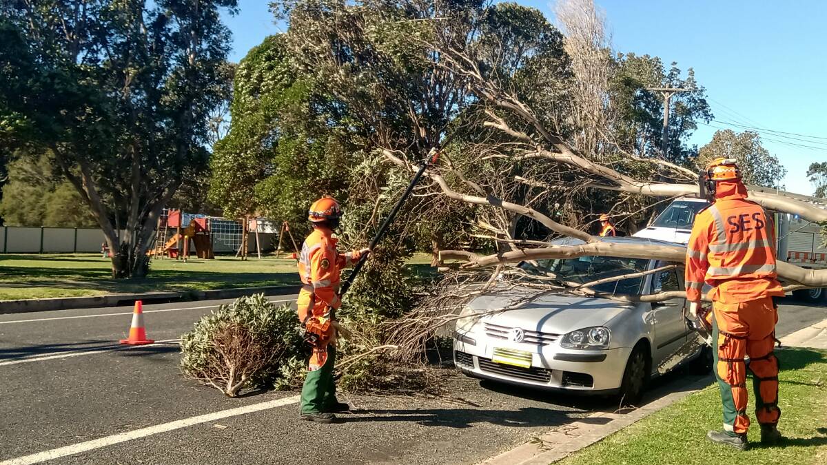 A tree came down on a car roof in Thirroul. Photo: Wollongong SES