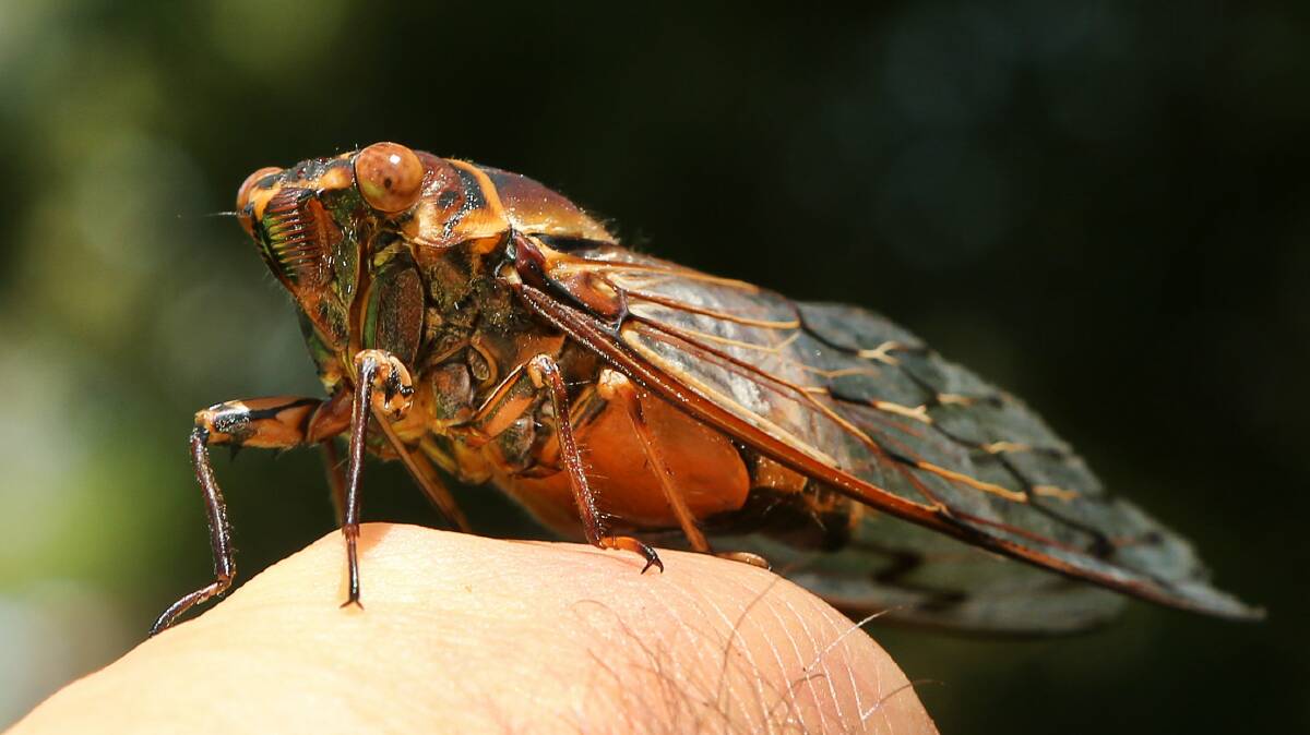 I’ve never quite experienced Illawarra cicadas at this level
