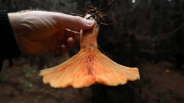 The edible saffron milk cap has an orange stem. Photo: Grant Turner
