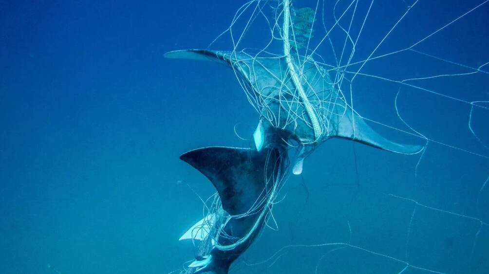 File photo of a ray trapped in a shark net. Photo: Sea Shepherd
