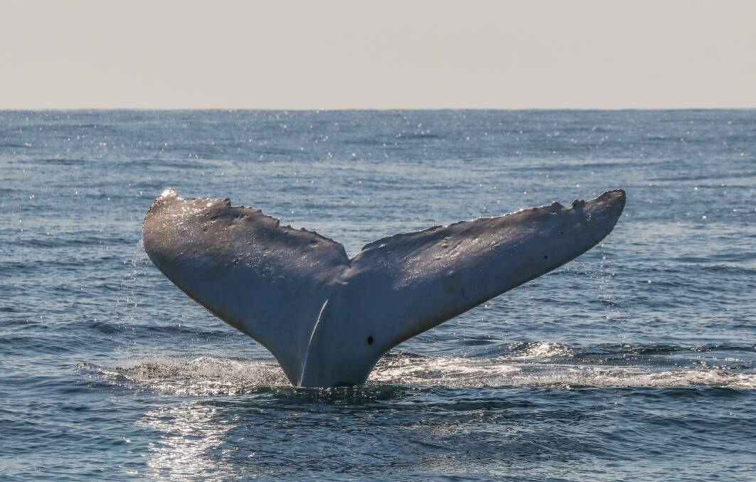 Migaloo in Port Macquarie on July 29. Photo: Jodie Lowe's Marine Animal Photography.