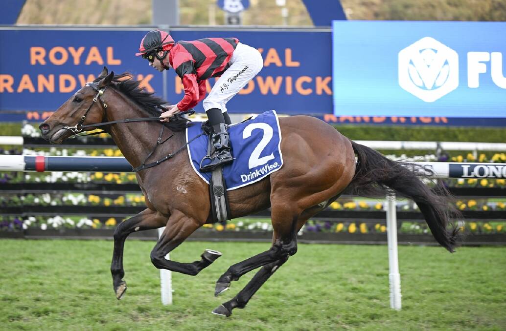 Flying fresh and a 1000m specialist, Omni Man is tipped to win Race 8 - LAUREL OAK BLOODSTOCK HANDICAP (1000 METRES) at Randwick on Saturday. Picture Bradley Photos