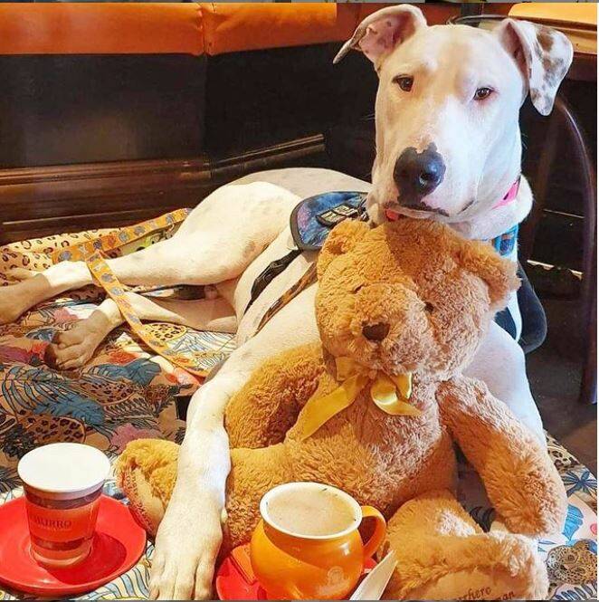 DEAF AND DEBONAIR: Would you like a Puppercino? Thanks to his training at Deaf Dogs Rescue Australia, Justice is a pawfect gentleman. Image supplied.