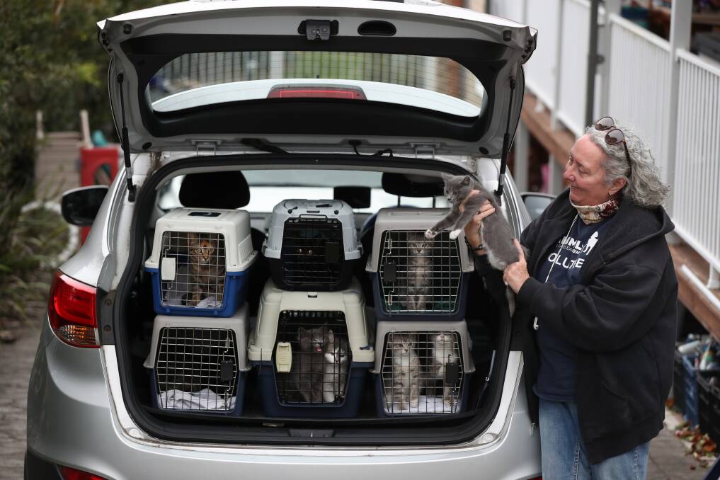 CRATES OF KITTENS: Donna Ashelford with one of the many cats that arrived from regional NSW to find new homes in the area. Picture: Robert Peet