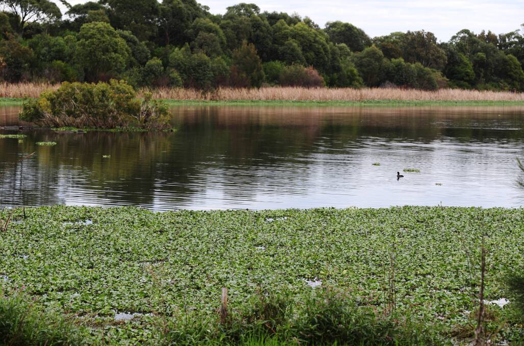 Water hyacinth rapidly overtaking Coomaditchie Lagoon. Picture: Robert Peet.