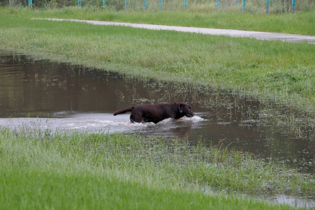 WATER FEATURE: Rain and stormwater run off has created a new lake between Sandon Point Estate and the bike path. This dog approved. Picture: Anna Warr
