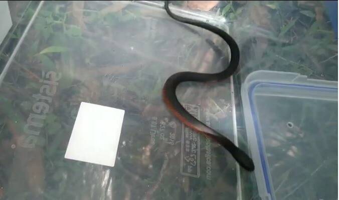 This baby red belly black snake was recently rehomed - with some of its siblings - after turning up in a Figtree backyard. Photo: Illawarra Snake atcher.