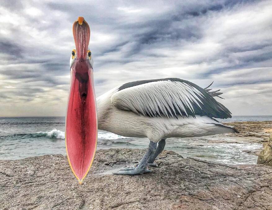 Jess Young's picture of a pelican taken at Bellambi - the unlucky bird was expecting a snack, not a snap. Picture: Jess Young.
