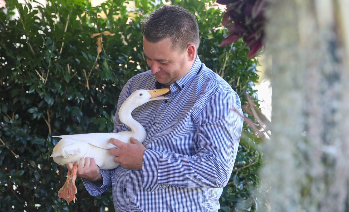 MODEL MATERIAL: Danny Benn at his Dapto home with champion Indian Runner Duck that's been nicknamed Ferdinand. Ferdinand made history and won champion bird at the 2021 Sydney Royal Easter Show. Picture: Adam McLean