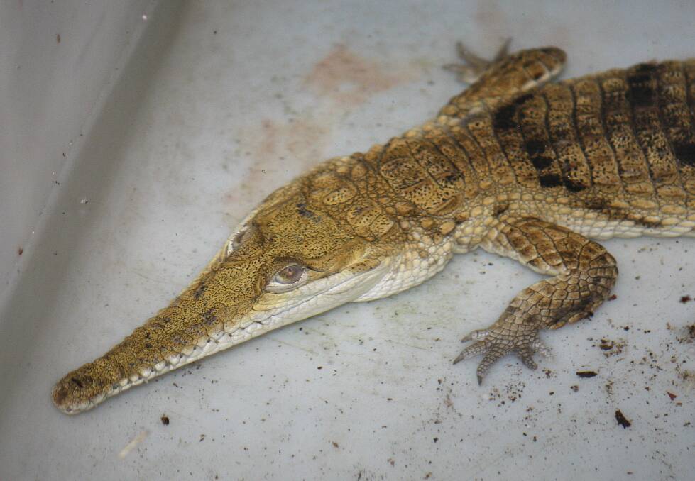 Homesick: A freshwater crocodile, normally an inhabitant of much warmer waters, was found in a Dapto shed on Tuesday. Picture: ANDY ZAKELI