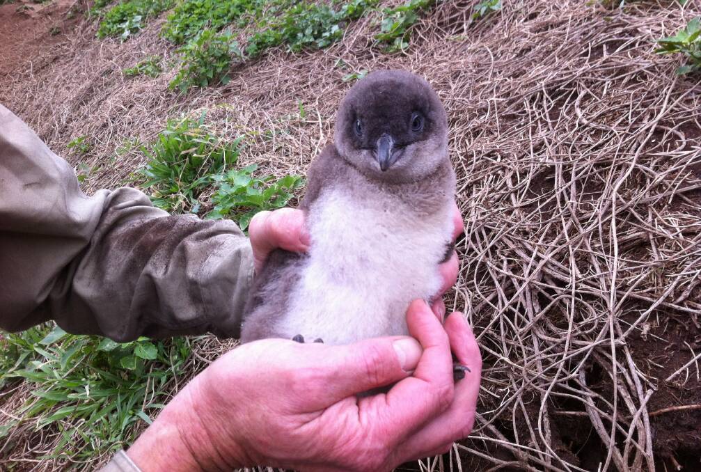 Little penguin faring well with habitat restoration on Five Islands Nature Reserve.  Picture: John Brown