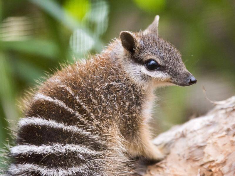 The numbat was listed as endangered in 2018.