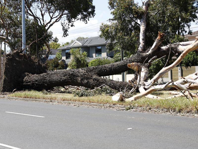 Communities have begun recovery efforts after storms lashed most of Victoria on Tuesday. (Con Chronis/AAP PHOTOS)