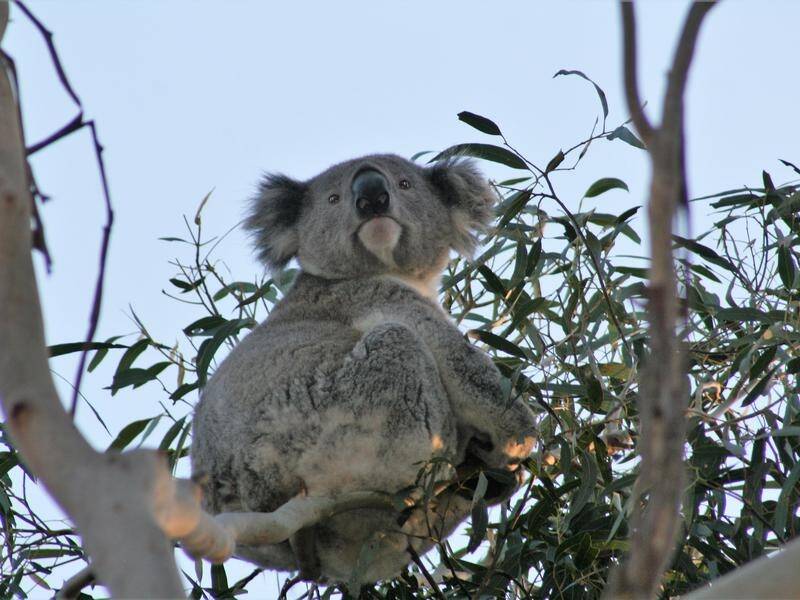 Koala's have large numbers of genes in the liver able to counter their diet of eucalyptus leaves.