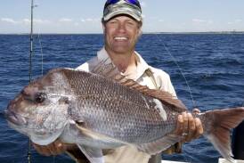 Populations of the threatened Australasian snapper are more diverse than realised, scientists say. (PR HANDOUT IMAGE PHOTO)