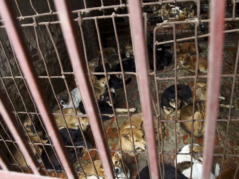 Vietnam's Ho Chi Minh City is trying to stop people eating dog meat.