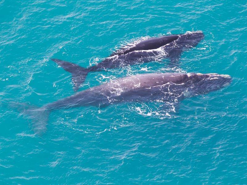 Scientists are tracking the return to West Australian waters of the southern right whale.