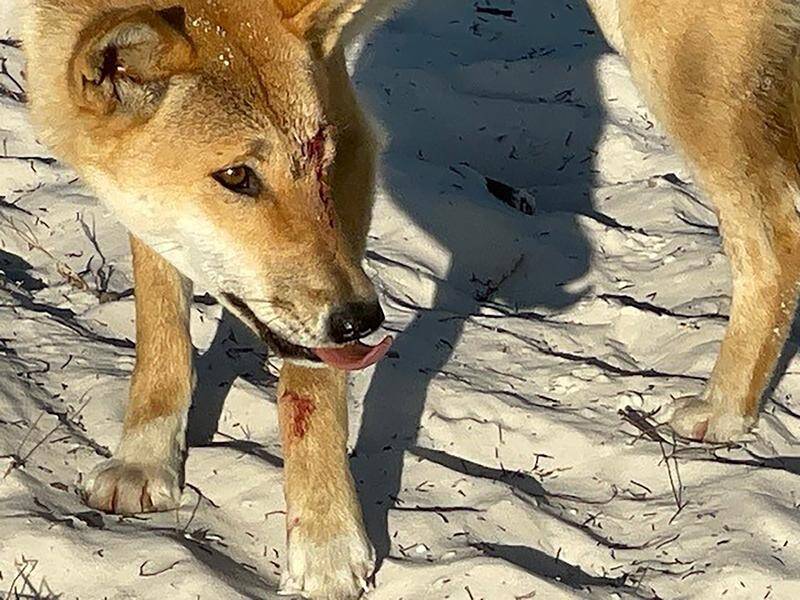 There have been more than half a dozen dingo incidents on K'gari in as many weeks. (HANDOUT/SUPPLIED)
