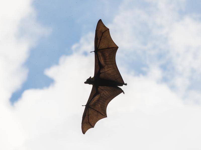 Fruit bats are being blamed for a series of power outages affecting cane growers.