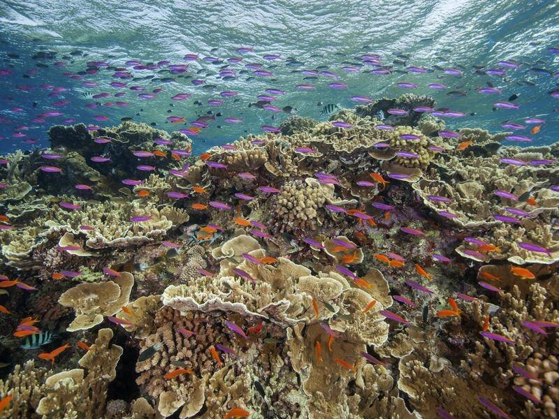 Researchers found warmer water affects tropical and temperate reef fish communities differently. (AP PHOTO)