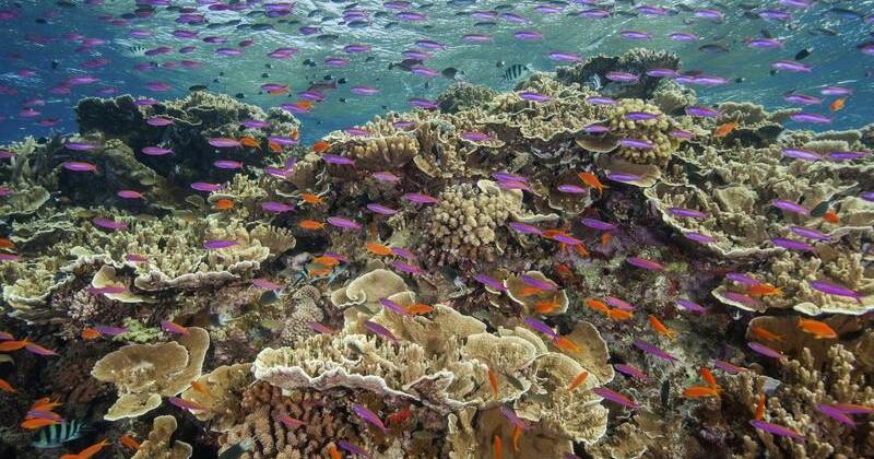 Call for global research into reef fish - Illawarra Mercury
