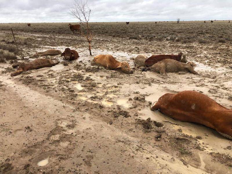 The defence force could be used to help dispose of thousands animal carcasses after the Qld floods.