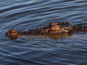 Crocodile meat is likely to trigger an immune response in people allergic to fish, a study shows.