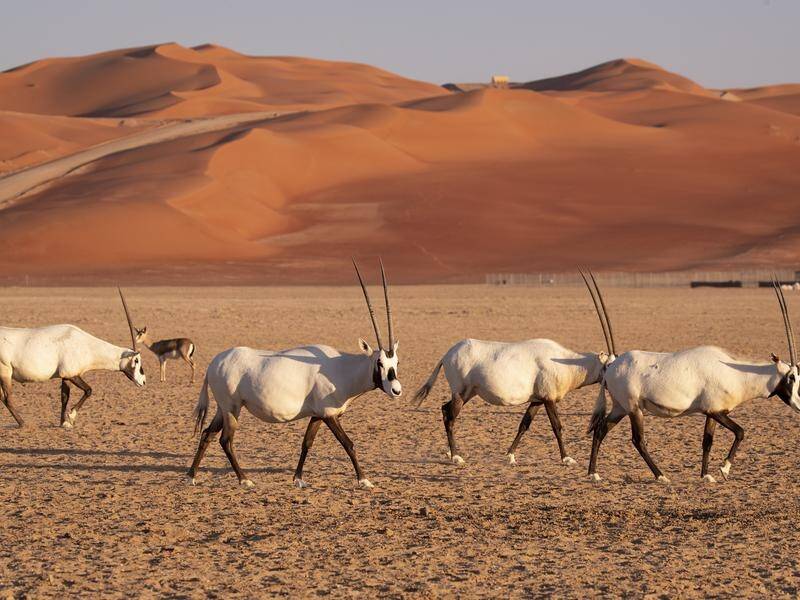 A French-Australian man who manages an Oryx park in Chad has been kidnapped. (EPA PHOTO)